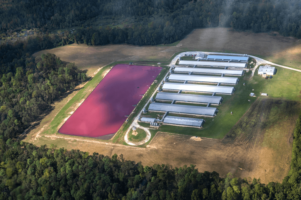 https://headlines.peta.org/wp-content/uploads/2021/08/VEG-CAFO-Concentrated-Animal-Feeding-Operations-farm-pollution-flood-toxic-environment-credit-Jo-Anne-McArthur-We-Animals-Media-1024x683.png