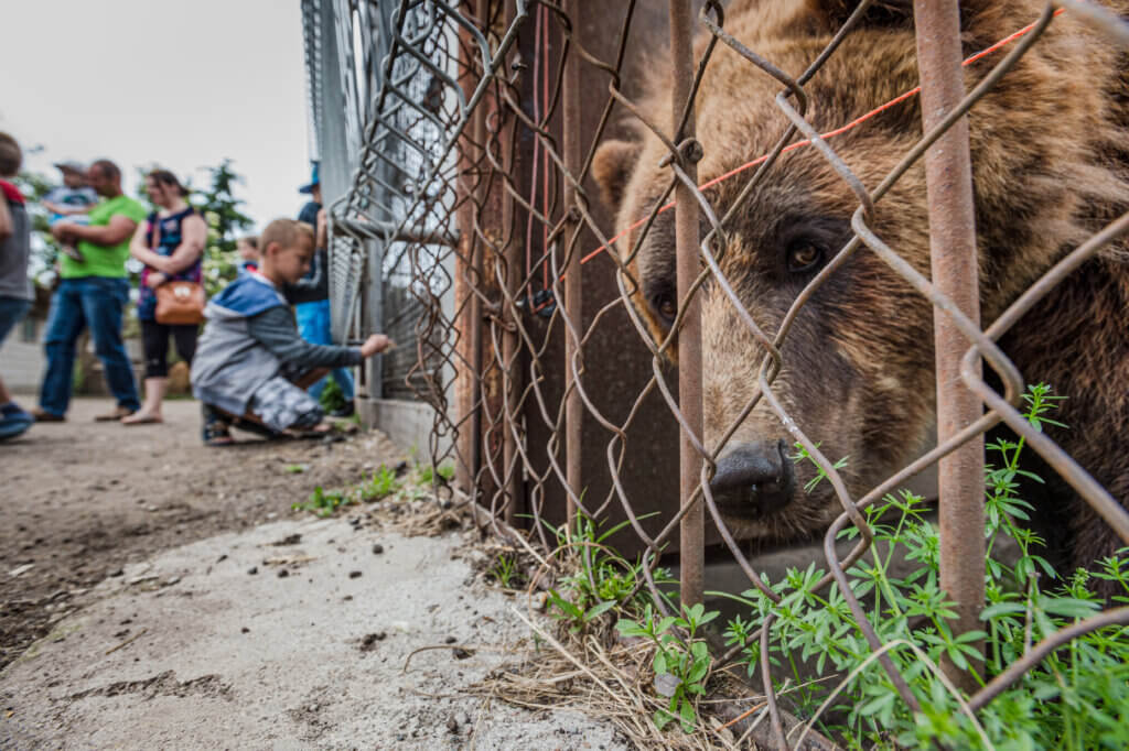 https://headlines.peta.org/wp-content/uploads/2021/08/brown-bear-in-zoo-1024x682.jpg