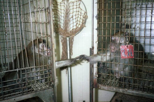 https://headlines.peta.org/wp-content/uploads/2021/08/silver-spring-monkeys.jpg