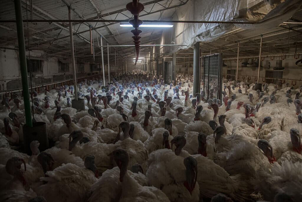 https://headlines.peta.org/wp-content/uploads/2021/08/turkeys-in-a-shed-1024x684.jpg