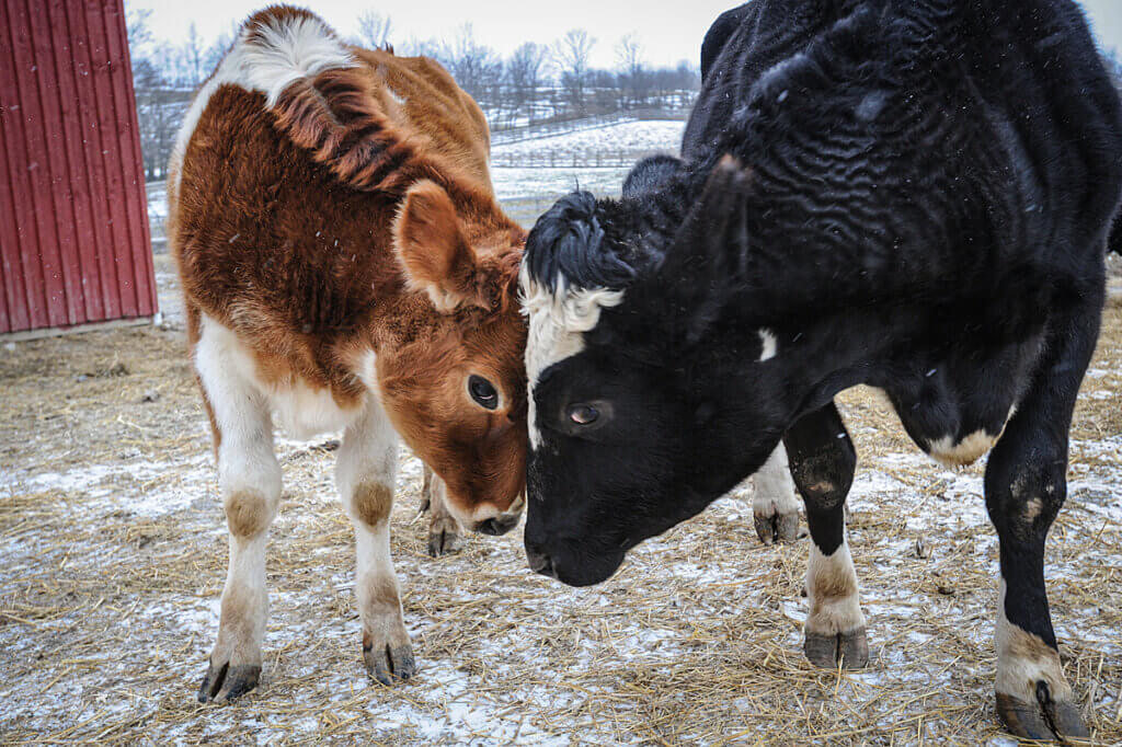 two cows head to head