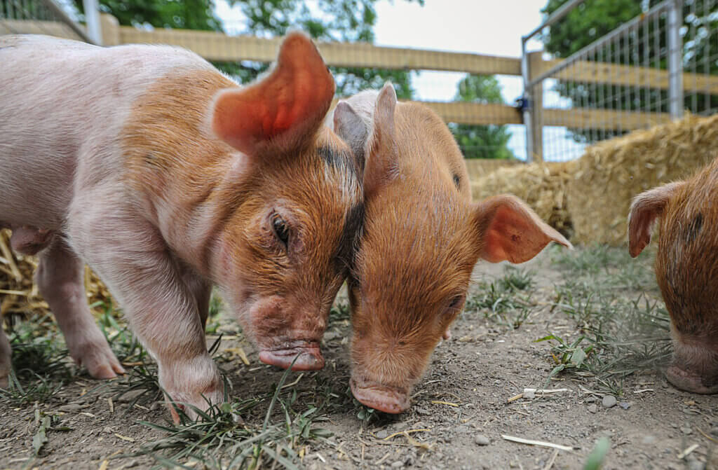 two piglets at sanctuary