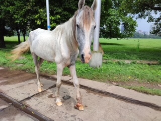 Horses in Kolkata forced to haul carriages for tourists’ joy rides.