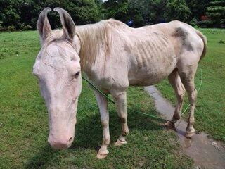 Horses in Kolkata forced to haul carriages for tourists’ joy rides 