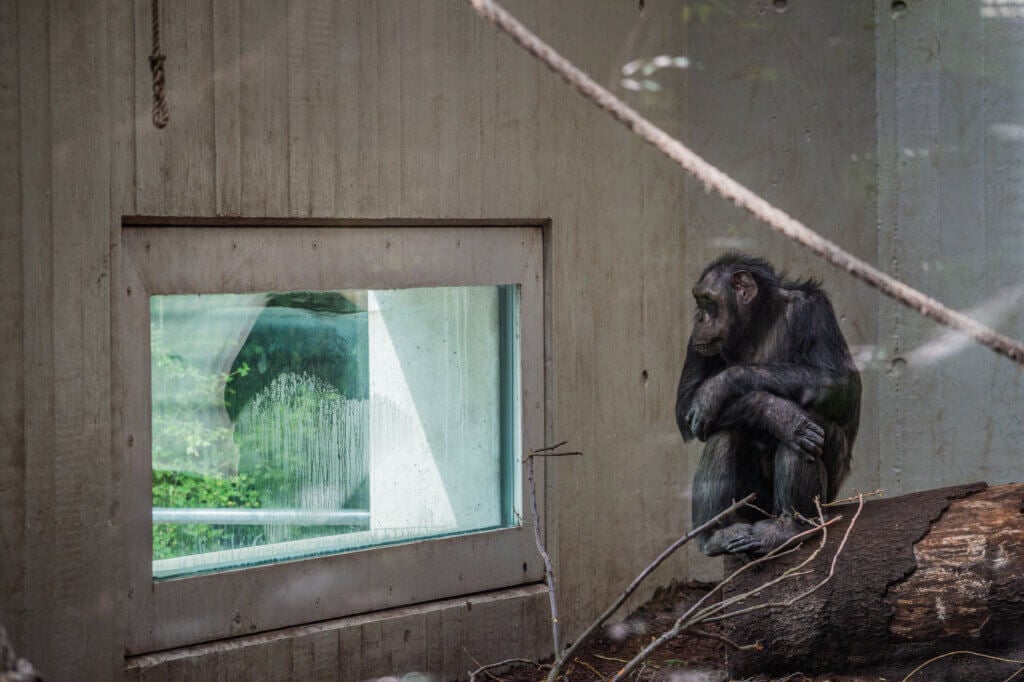 chimpanzee in zoo