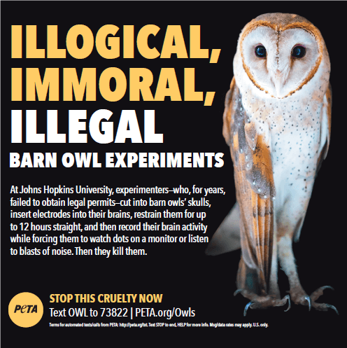 Ad in The Baltimore Sun Calls Out JHU Experimenter's Illegal Owl Experiments