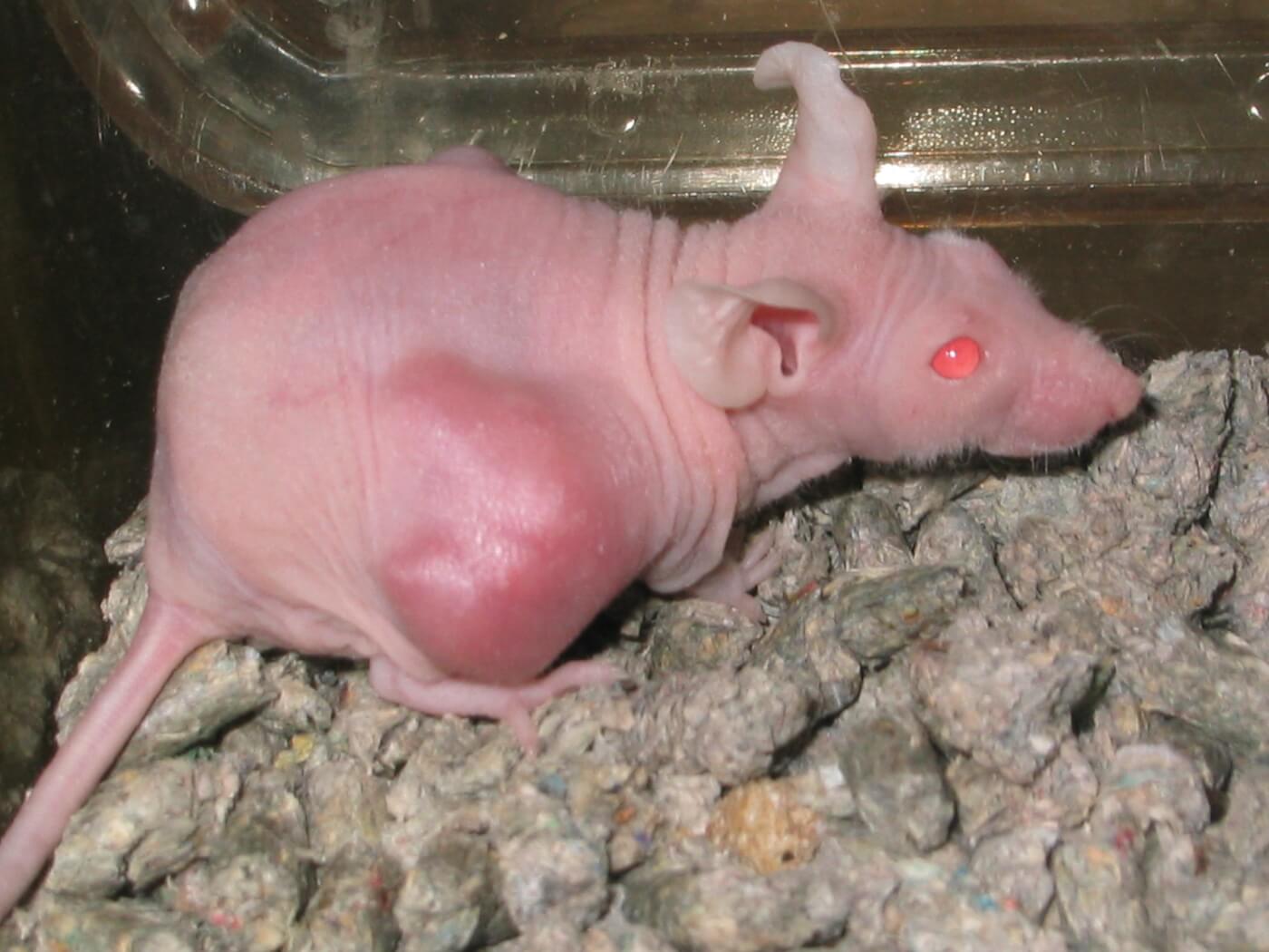 Nude rat with large tumor on his side.