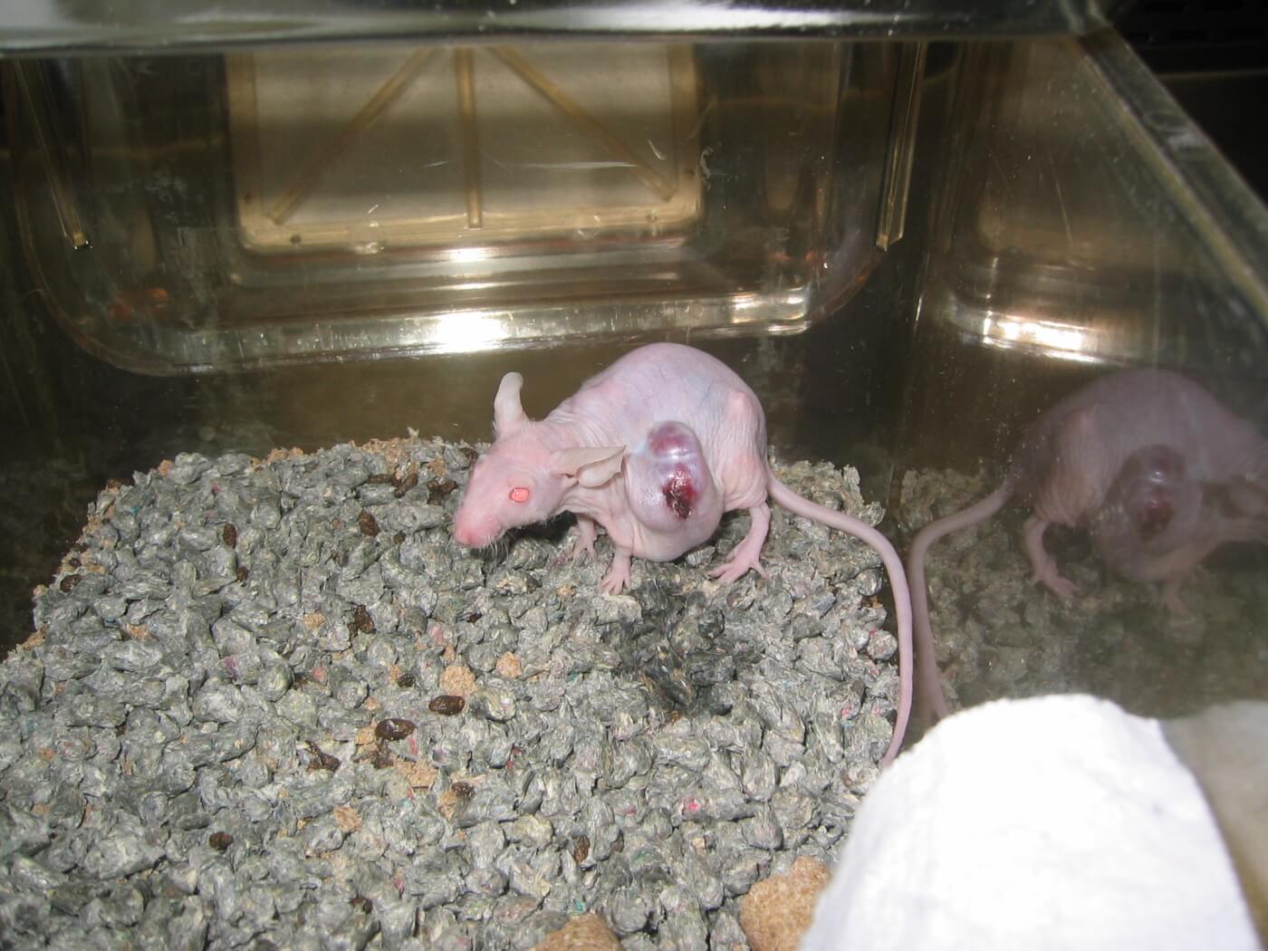 Nude rat with a lesion on top of a tumor.