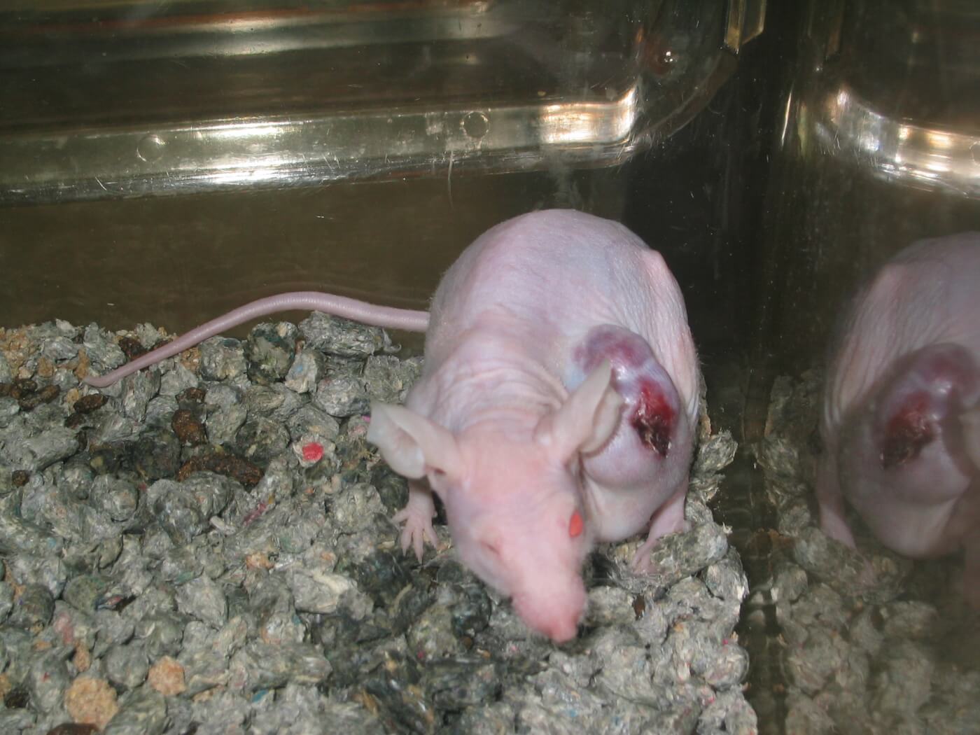 Nude rat with a seemingly injured eye and a tumor with a lesion on the skin over it.