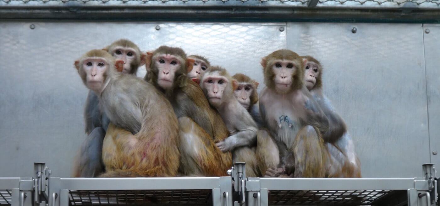 Mother monkeys huddled in a NIH laboratory.
