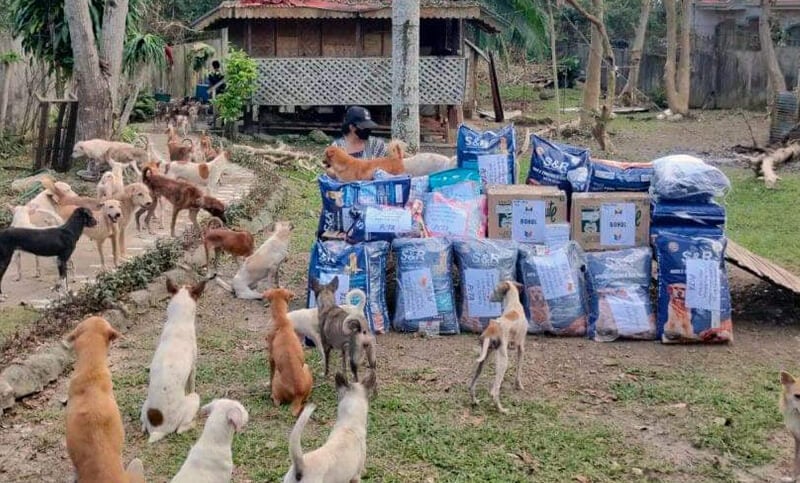 PETA has been sending supplies to Bohol Animal Rescue & Kindness (BARK), which is distributing pet food on the island and rescuing animals in need of help