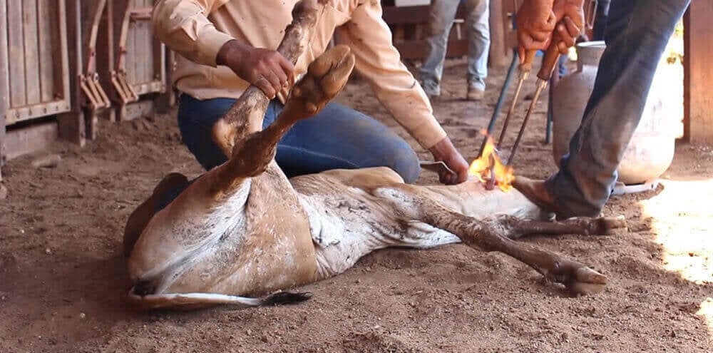 A cow being held down and branded on the face with a burning tool.