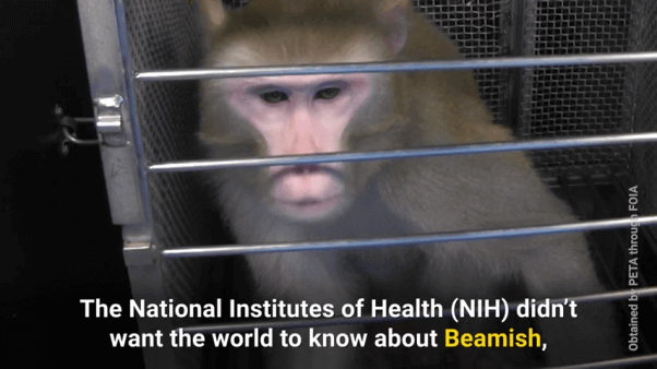 https://headlines.peta.org/wp-content/uploads/2022/01/NIH-Beamish-Monkey-used-experiments-602x338-1.png