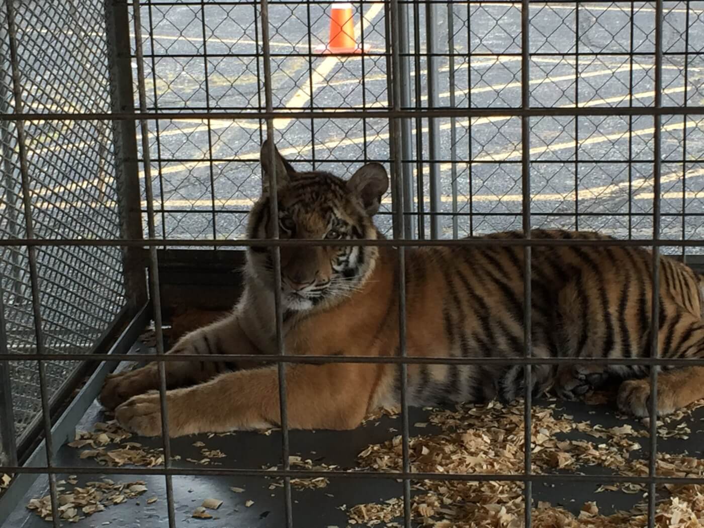 US government cracks down on letting zoo visitors play with lion and tiger  cubs, Zoos