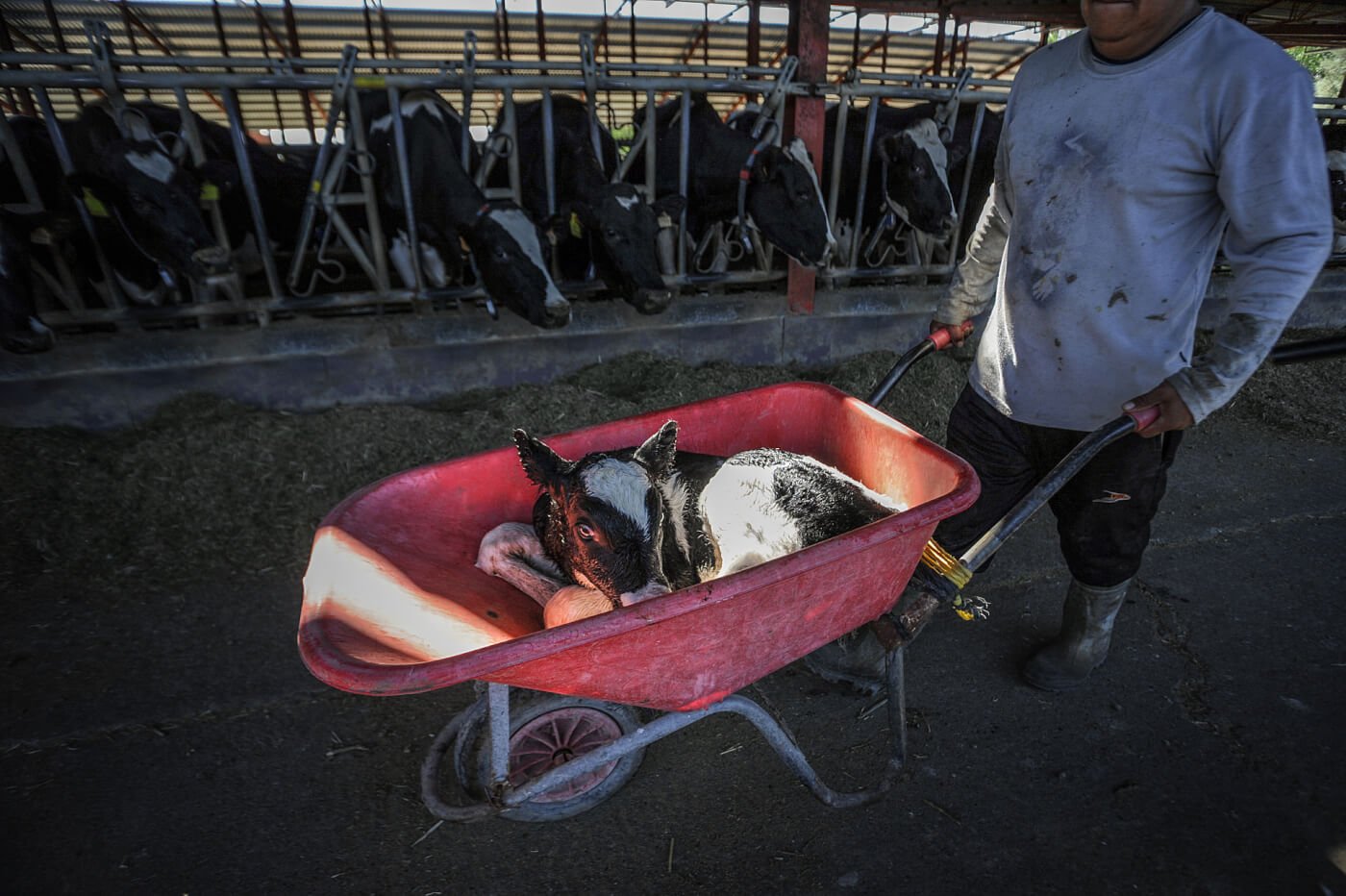 A newborn calf is wheeled away from her mother to the veal crates.