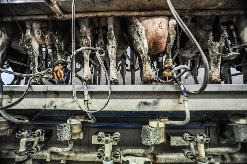 Cows who are hooked up to milking machines.