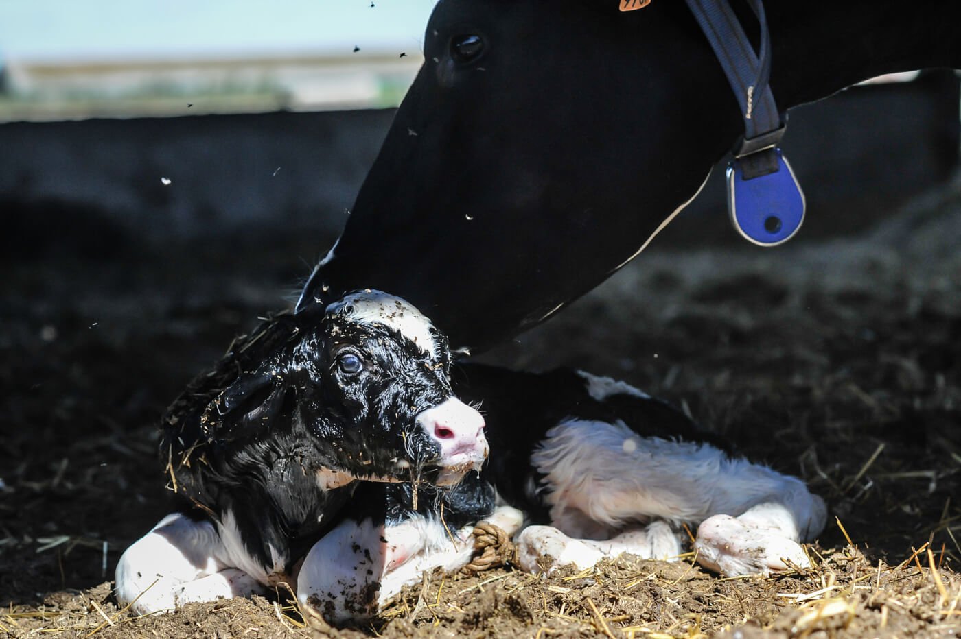 A mother cow licking her newborn calf.