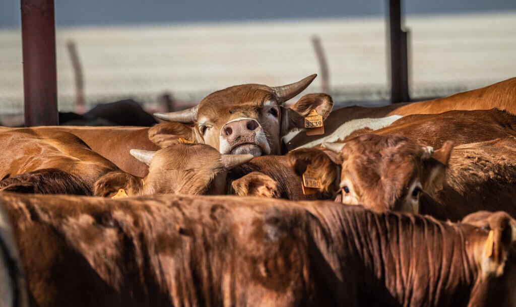 There are over 250 cattle feedlots in Israel. While some of the animals are born and raised in Israel, many arrive from overseas by boat. Feedlots, or animal feeding operations, are a final destination for animals, to be fattened appropriately before slaughter. This photograph is one of the 204 images included in the book HIDDEN: Animals in the Anthropocene, published by We Animals Media. HIDDEN is an unflinching book of photographs documenting our relationship with non-human animals around the globe, as depicted through the lenses of 40 award-winning photojournalists.