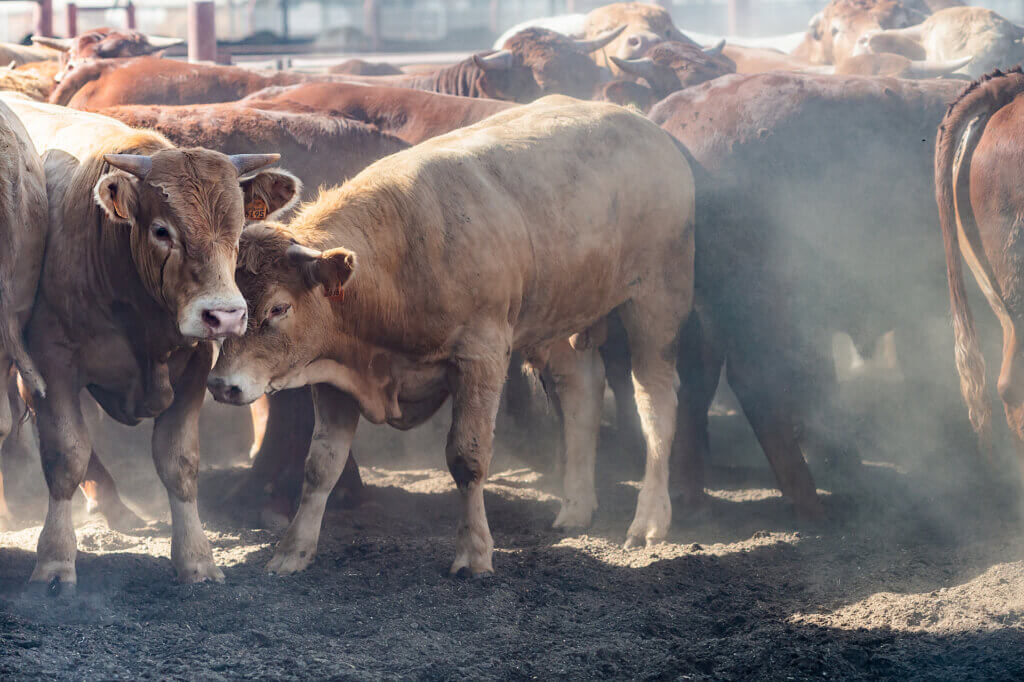 There are over 250 cattle feedlots in Israel. While some of the animals are born and raised in Israel, many arrive from overseas by boat. Feedlots, or animal feeding operations, are a final destination for animals, to be fattened appropriately before slaughter.