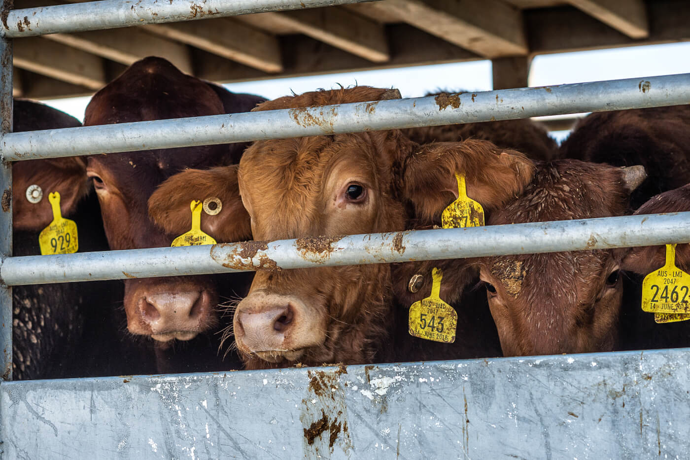 After sheep and cattle are offloaded from the Bahijah, a ship that travels for three weeks from Australia to Israel with between 20,000 and 30,000 animals on board, they are loaded onto trucks that carry them either to quarantine, feed lots, or slaughter. Activists from The Animal Save Movement and Israel Against Live Shipment congregate at the exit from the port, to hold signs, demonstrate against live transport, and bear witness to the animals.