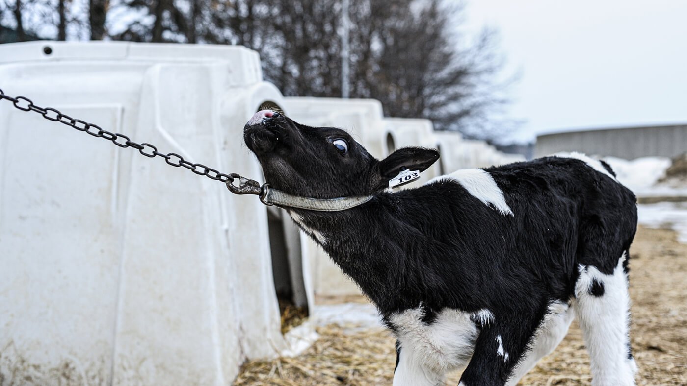 A calf straining against a chain from his veal crate.