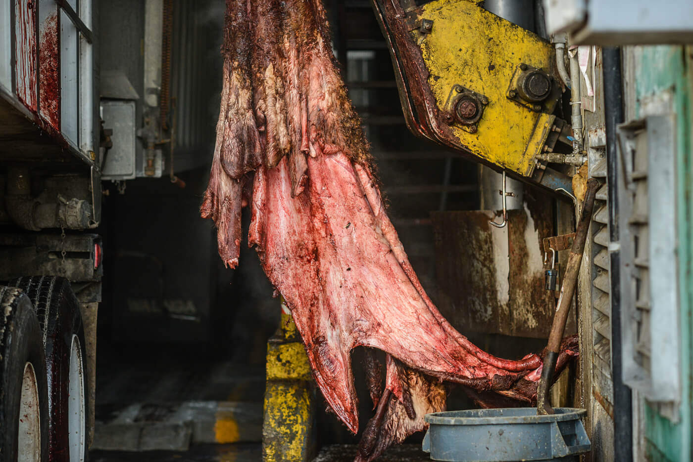 The steaming skins of cows are mechanically lifted from the slaughterhouse into a transport truck.