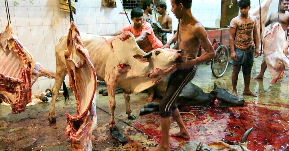 Cows being slaughter for their skins to be turned into leather.
