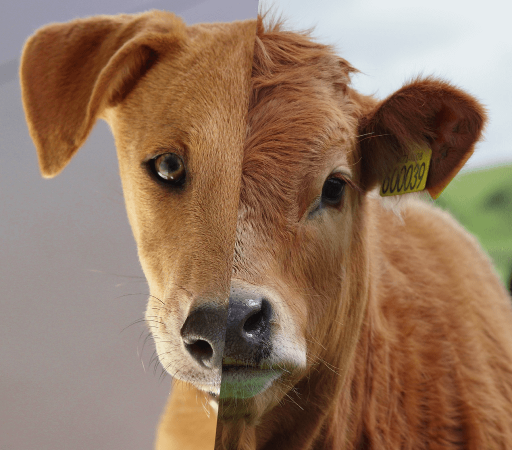 A dog and a cow.