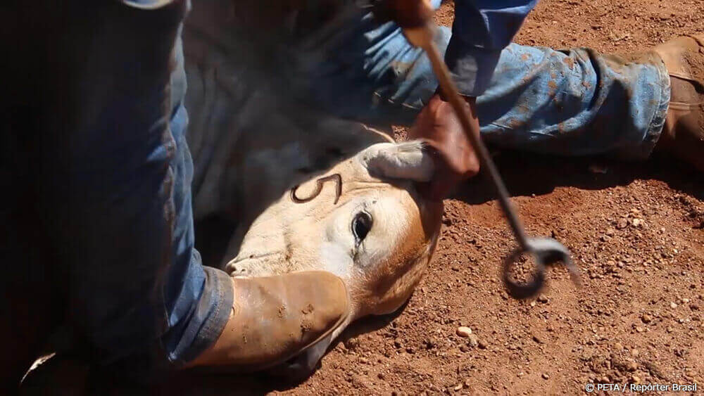 A cow being stepped on and branded on the face with a hot iron tool.