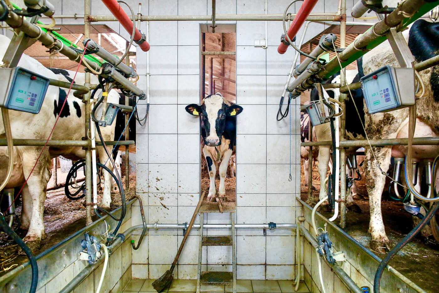 Steel barriers, concrete floors, tiled walls and push-button technology make up the habitat of the modern day dairy herd. AWARDS: 2020 Pictures of the Year International - Photography Book of the Year. 2021 Independent Publisher Book Awards - Gold Medalist (Most Likely To Save The Planet).
