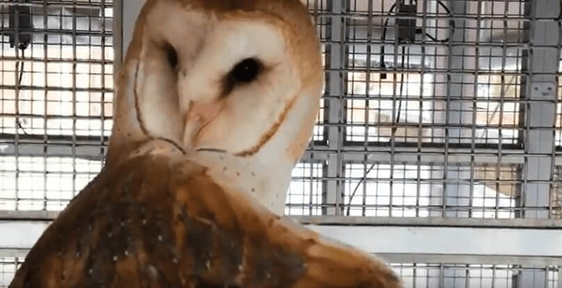 A barn owl in a cage