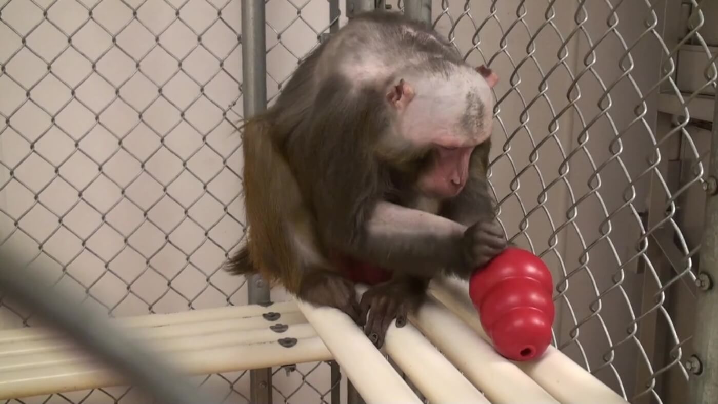 Human-relevant methods to study nerve injury already exist, but experimenters at the California National Primate Research Center cut part of this monkey’s spinal cord to impair movement in his right hand.