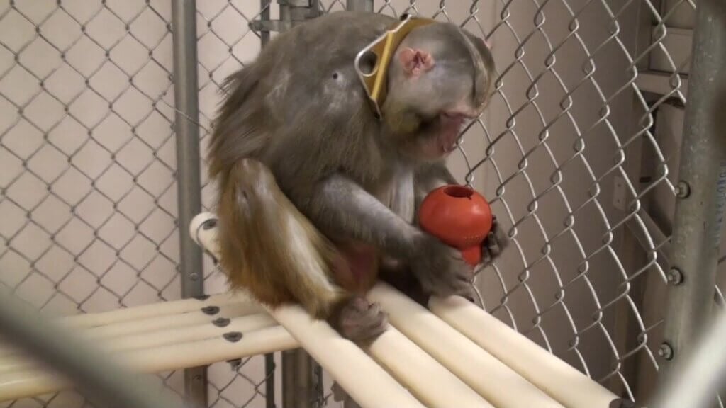Experimenters cut open this monkey’s skull and severed part of his spinal cord, even though these kinds of experiments haven’t been useful for humans.