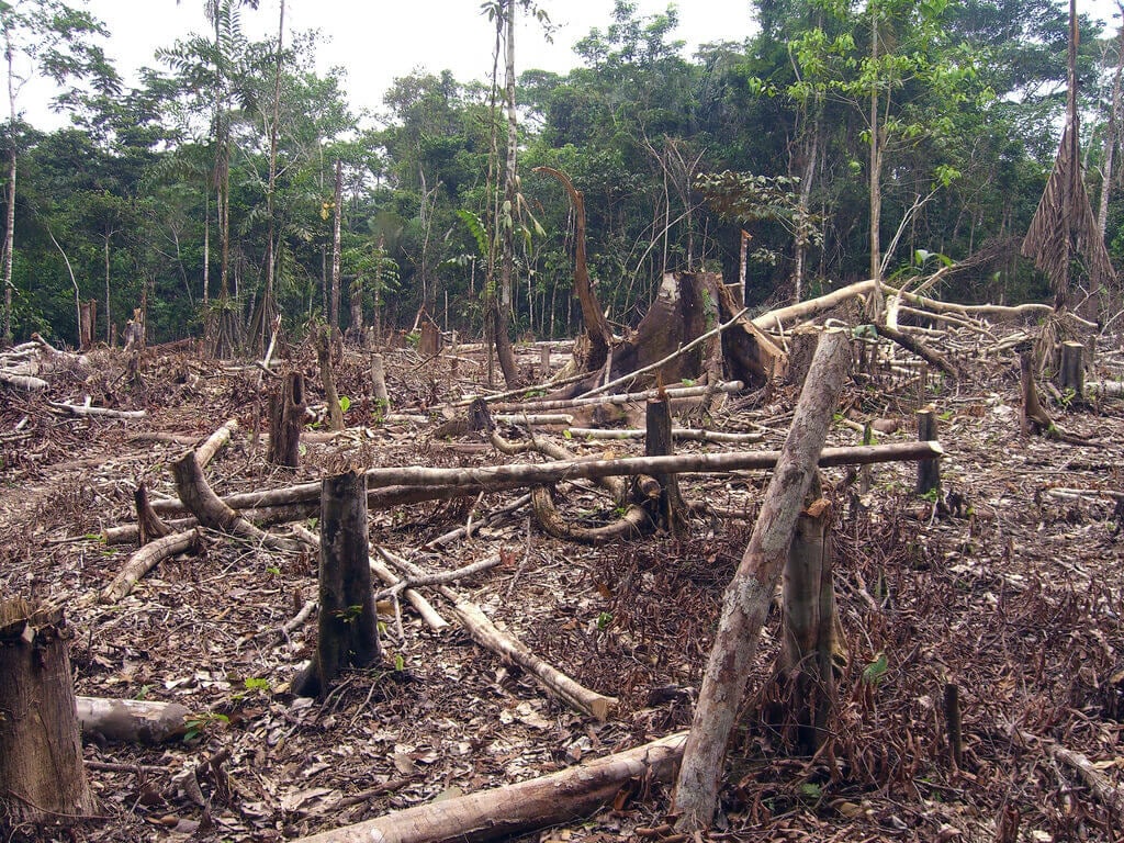 The Amazon rain forest burned