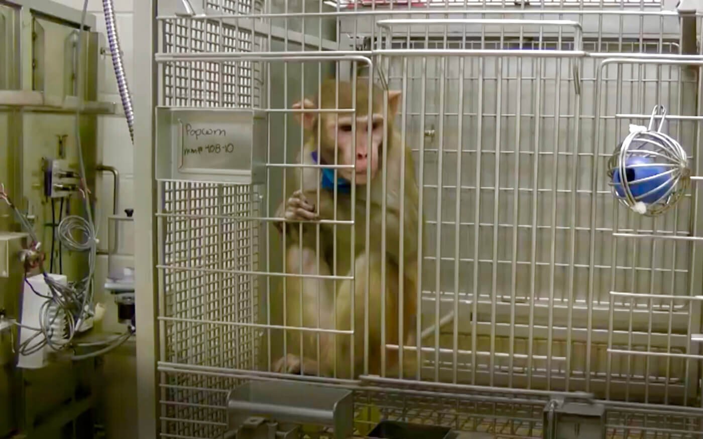 Popcorn the monkey at California National Primate Research Center at the University of California