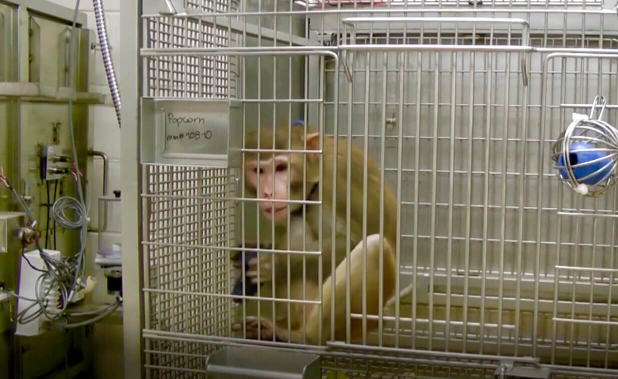 Popcorn the monkey at California National Primate Research Center at the University of California