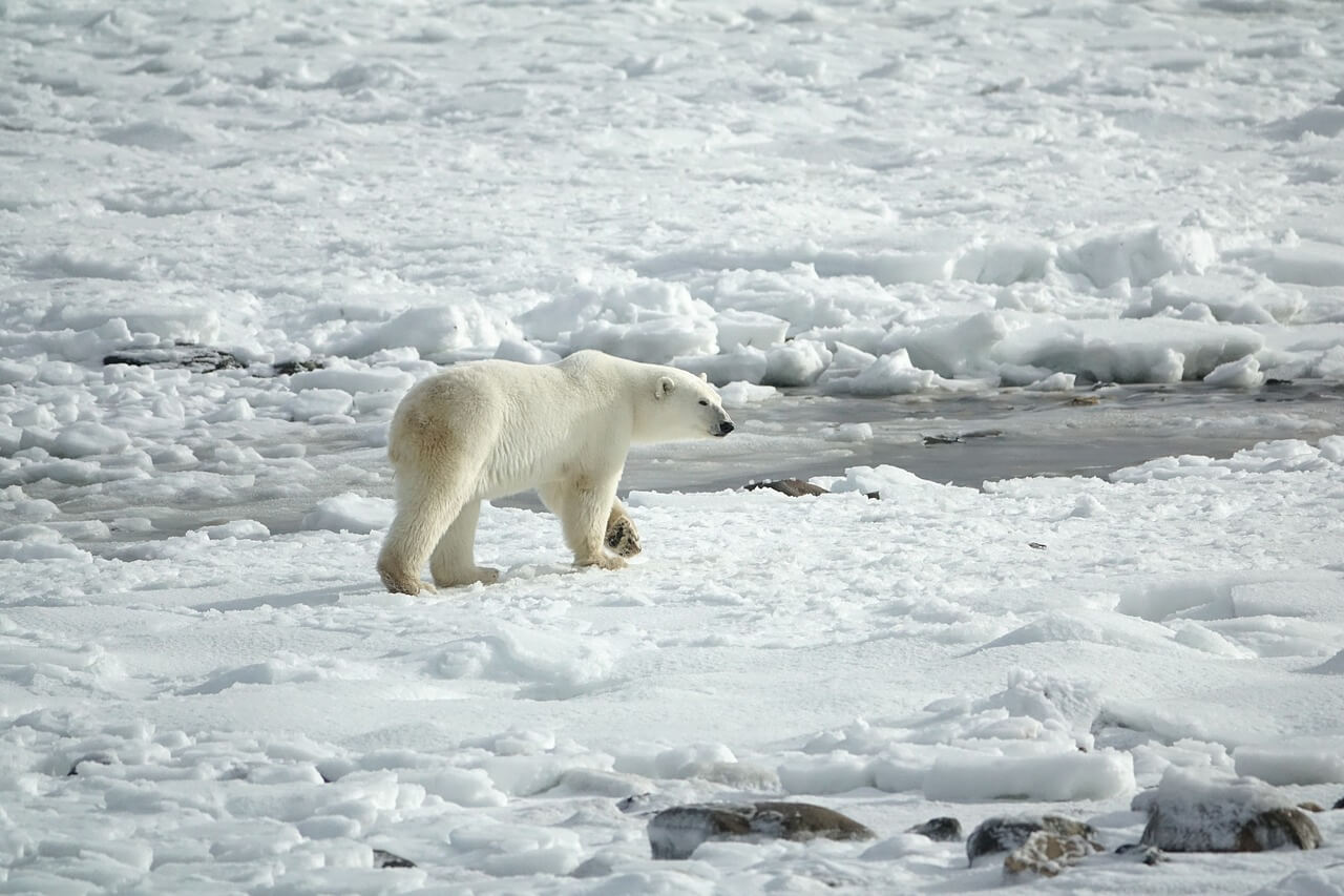 A polar bear walking on thin ice and snow