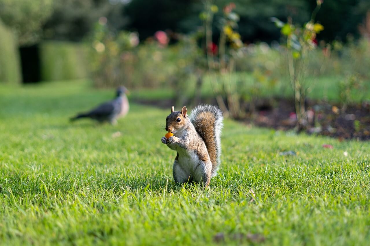 A squirrel in the grass eating a small vegetable from a nearby garden