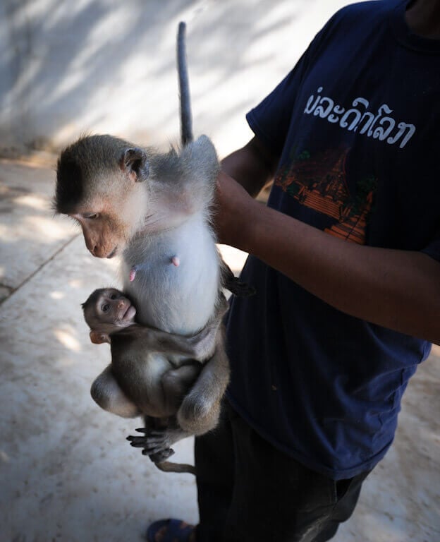 Person holding monkey with a baby monkey clinging to them