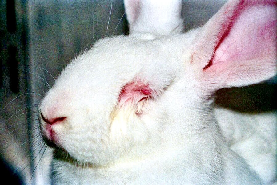 A bunny rabbit who has red, sore eyes and is being used for animal testing.
