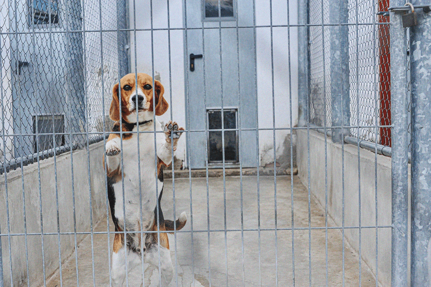 A beagle in a barren cage who is being used for animal testing.