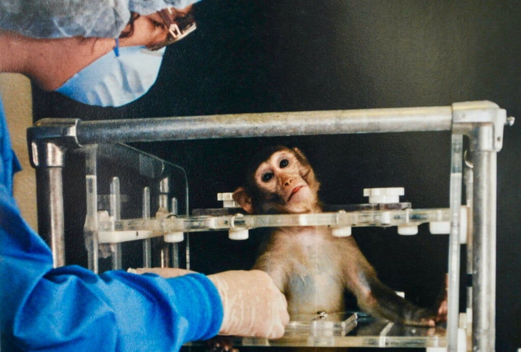 A monkey who is in a restraining device and being experimented on by a person conducting animal testing.