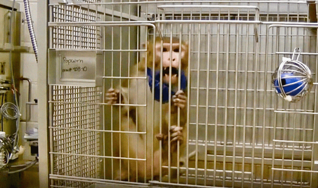 https://headlines.peta.org/wp-content/uploads/2022/08/VIV-Popcorn-alifornia-National-Primate-Research-Center-at-the-University-of-California–Davis-Edited-PO-VS-1024x608.png