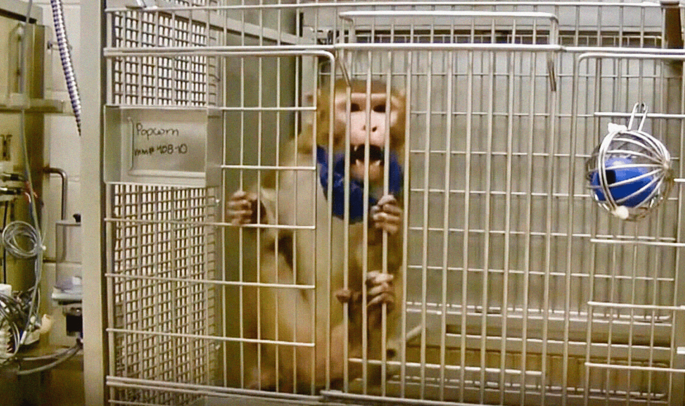 Violations of the Federal Animal Welfare Actin the Laboratories of the