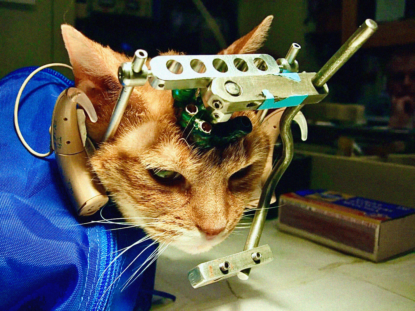 A cat at UW Madison who has a device on their head and is being experimented on.