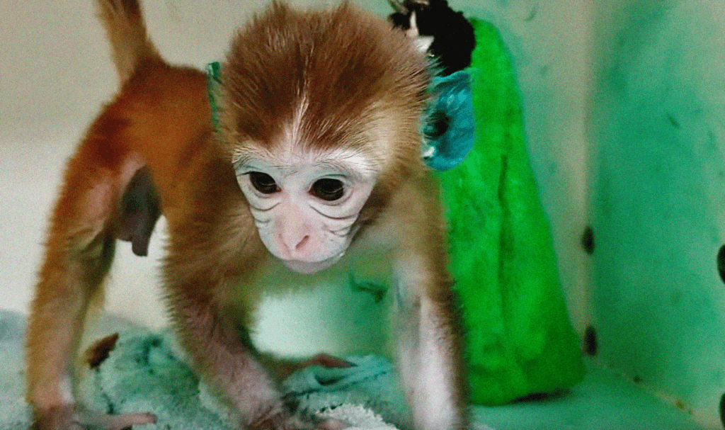 https://headlines.peta.org/wp-content/uploads/2022/08/VIV-Wisconsin-National-Primate-Research-Center-WNPRC-NPRC-infant-monkey-baby-primate-tattoo-ink-ears-Edited-PO-VS-1024x607.png