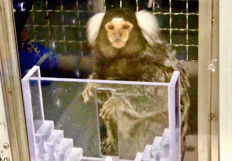 A marmoset who is used for animal experiments at the University of Massachusetts–Amherst