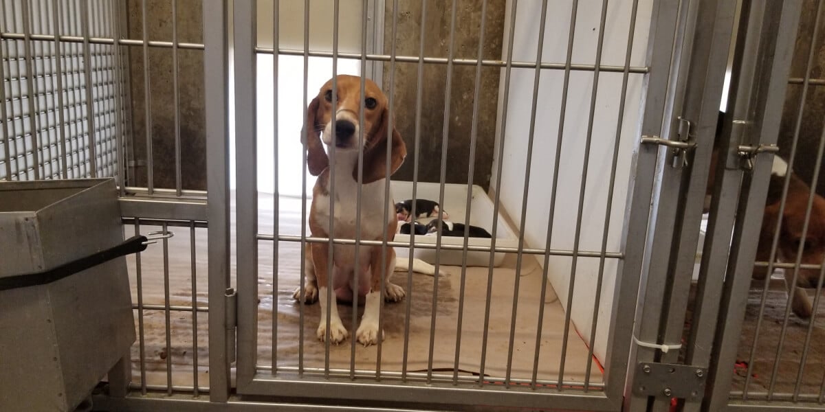 Beagles in cage at Envigo