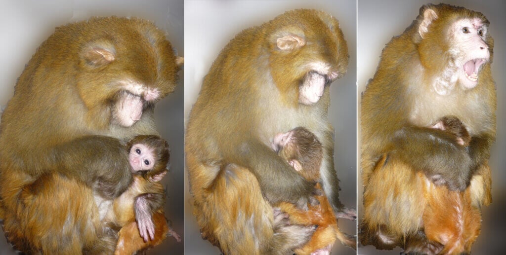 Mother monkey holding her baby monkey and screaming in Margaret Livingstone's Harvard laboratory.