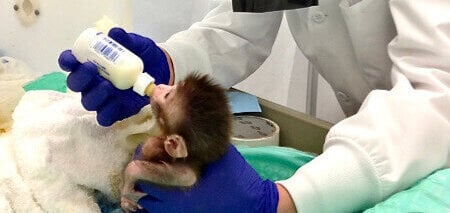 A baby monkey being bottle fed at Harvard.